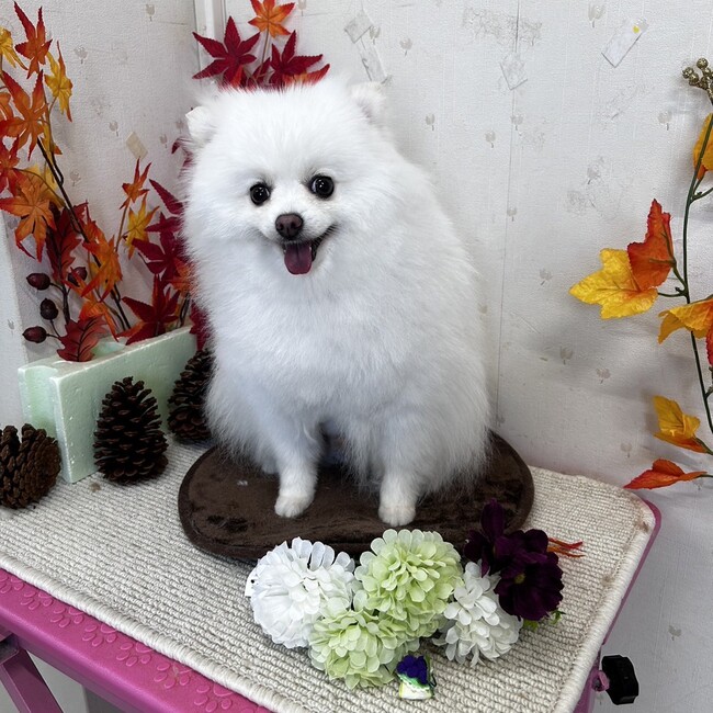 ふーまるおのカバー写真