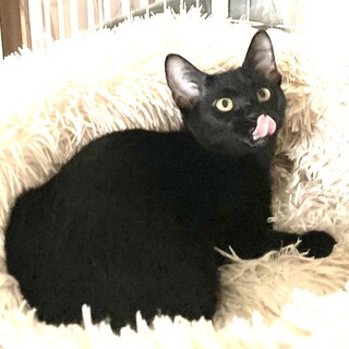 【9/29譲渡会】かまってちゃん♪ひじきちゃん