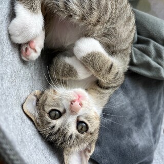 【10/27譲渡会】甘え上手な末っ子⭐︎ピタ君