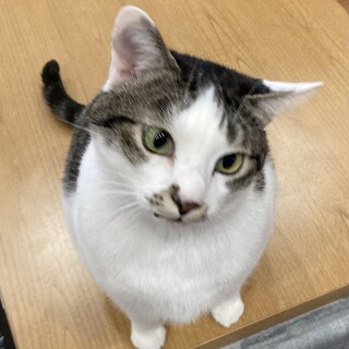 5歳オス去勢済み9キロ