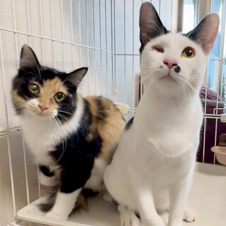 【10/26芝浦】人懐っこさ満点！穏やか良い子ペア