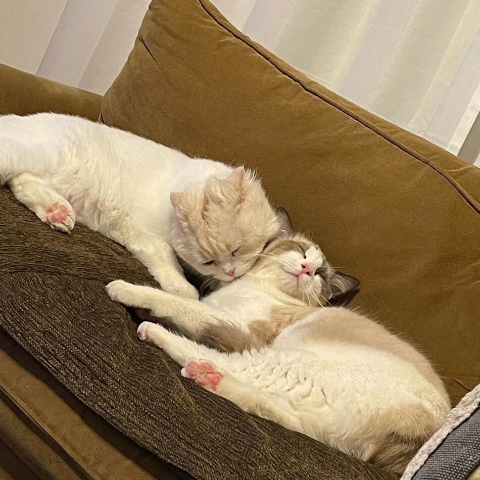 すずのカバー写真