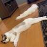 高いところ登るの得意で筋肉質。しかし困った悪戯はほぼしない優等生。