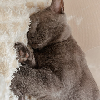 頑張って生きてるよ！白血病キャリアのトムくん‪☆