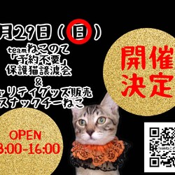 伊丹スナックちーねこ譲渡会