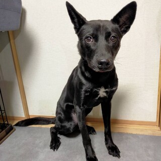 甲斐犬風！クリクリお目目の男の子☆ビスコくん！