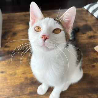 超甘えん坊のへそてん子猫♡ルイ(オス)
