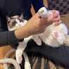 足の毛刈り