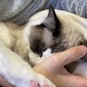 人の手が大好き