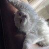 のびー！