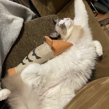 ヘソ天