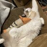 ヘソ天