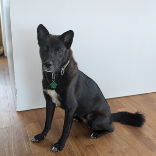 20kg超☆カッコイイお」東京都 - 犬の里親募集(489357) :: ペットの