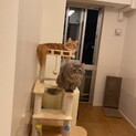 猫　二匹