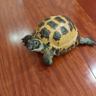 ホルスフィールド（ロシアリクガメ）の男の子