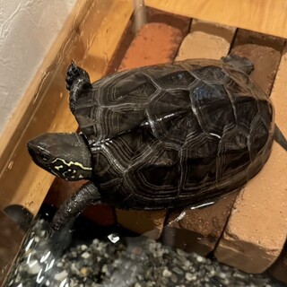 クサガメの里親を募集しています。