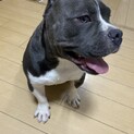 フレブルMIX 5月生まれ