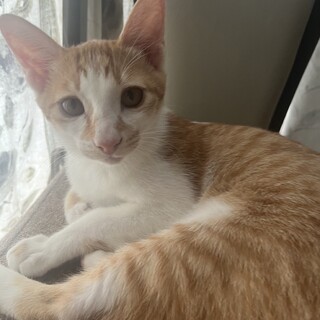 ありがとうございました★ 茶白のチャコちゃん