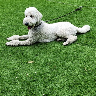 素敵なご家族様の元で暮らす事になりました!