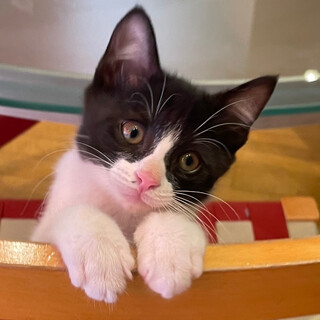 人間大好き丸顔ハチワレ男子⭐️おりーぶ