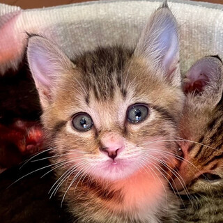 募集停止可愛いイケニャン人気柄キジ白男子⭐️みかん