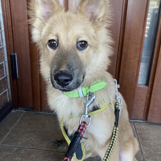 保健所からレスキュー！　おっとりしているムース君。