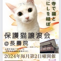 猫房えにしの保護猫譲渡会@長寿院