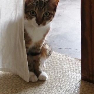 里親募集してます