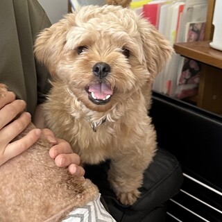 人懐っこく甘えん坊、抱っこ大好きペキプーのカール君