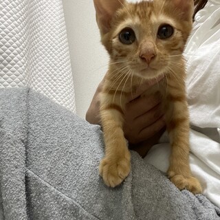 御礼！子猫 穏やか茶トラくん1.5kg