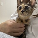 御礼！子猫　美顔サビちゃん3か月
