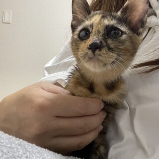 御礼！子猫　美顔サビちゃん3か月