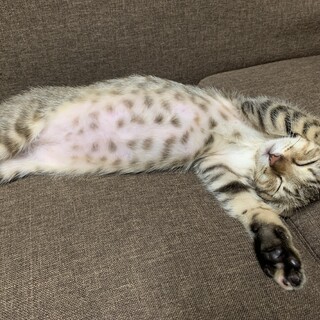 銀たわしが大好きな小柄キジトラの女の子