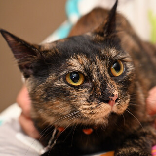 ある日突然現れた「麗しのサビ猫のルナ」ちゃん