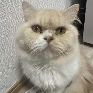 スコティッシュ男の子