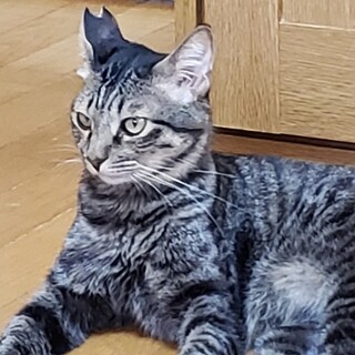 ちょっぴりムチムチ、イケメン男子。キジトラしをん君