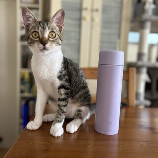 天真爛漫キジシロ♀ミミ