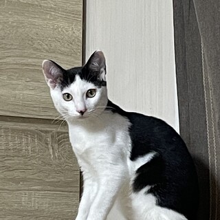 チョビくん、元気いっぱい、雑種の男の子