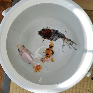 ８歳金魚２匹と１歳の子供２匹