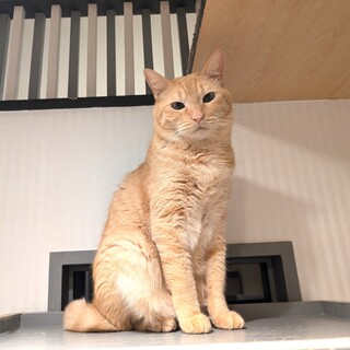 【かおる】シャイだけどナデナデできる男の子