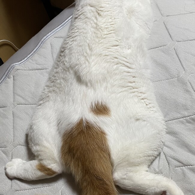 ぷくぷく太郎のカバー写真