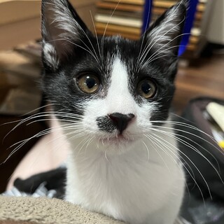 白黒ハチワレ　男の子　4ヶ月