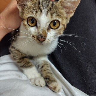 オス子猫（3ヶ月くらい）の里親募集