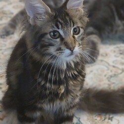 保護猫の譲渡会in春日井 サムネイル2