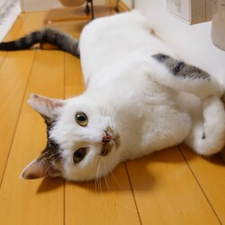 保護猫の譲渡会in春日井 サムネイル3