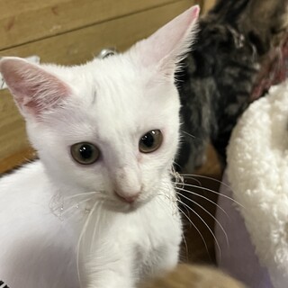 真っ白にゃんこのましろちゃん。女の子。