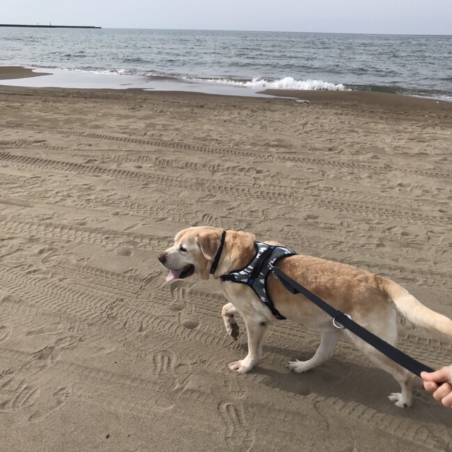 はうままのカバー写真