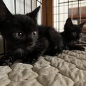 元気いっぱい黒猫リノアくん！