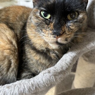 里親様募集中　サビ猫ちゃん