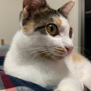 人好きな三毛猫みーちゃん」宮城県 - 猫の里親募集(500766) :: ペット